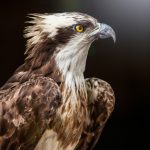 Adler - Fototour Wildtierpark Eekholdt - Werkstatt Bild und Sprache