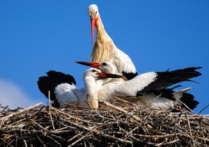 Tierfotografie Störche im Tierpark