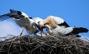 Tierfotografie Störche im Tierpark