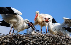 Tierfotografie Störche im Tierpark